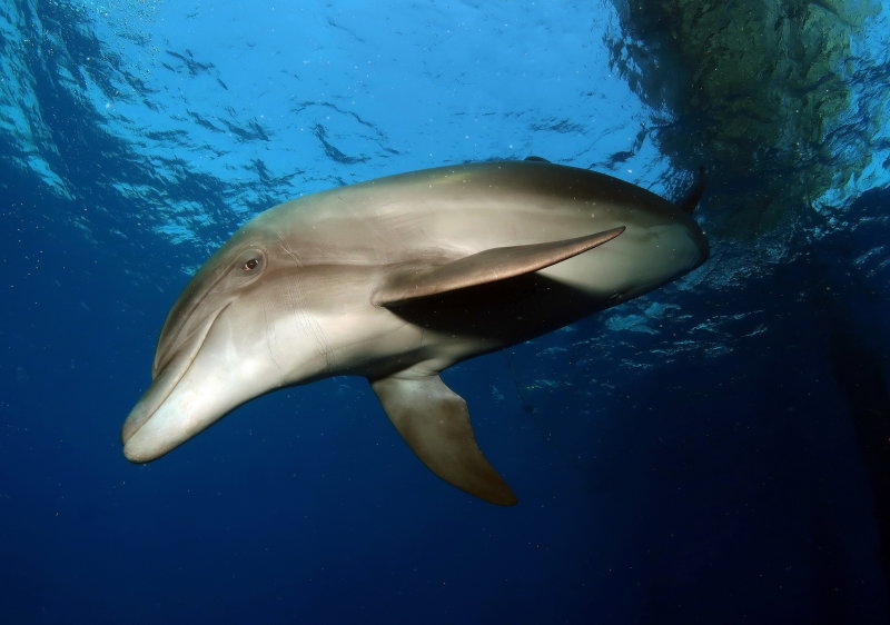 Underwater Images Gallery