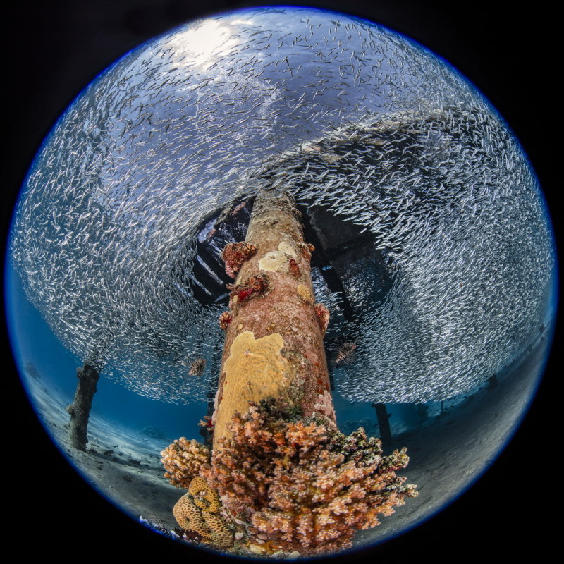 C14 Noam Kortler Lionfish hunting silversides, Eilat on the Red Sea       צייד הזה