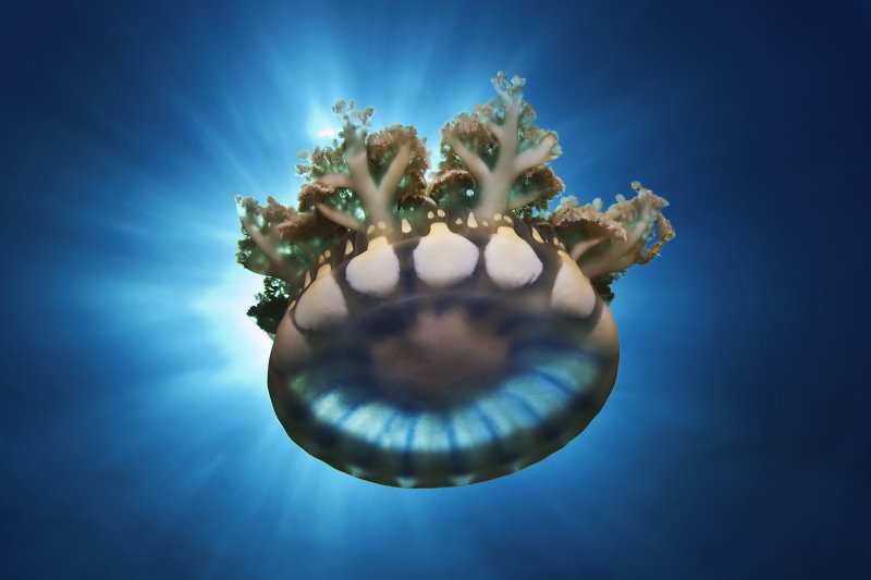 cassiopeia jelly fish cassiopeia jelly fish