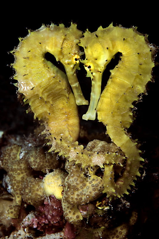 E09 Noam Kortler  Sea Horses a golden heart in the sea, Eilat, Israel   זוג סוסונ