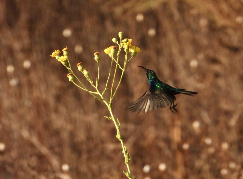 Male Sunbird         צופית זכר