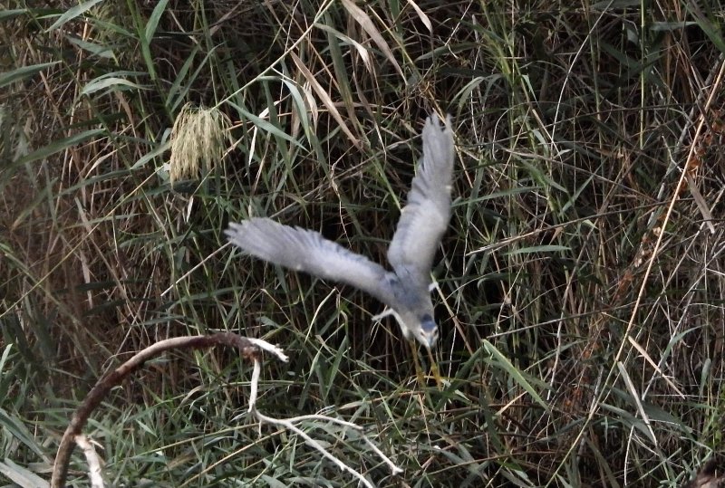 Night Heron