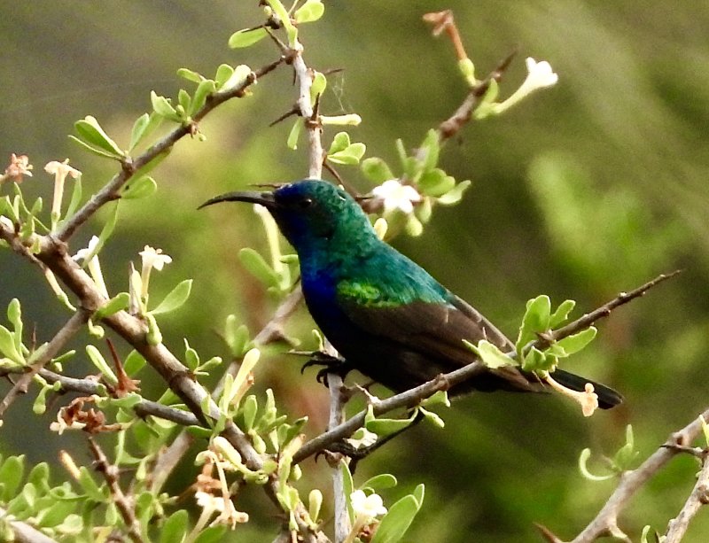 Sunbird