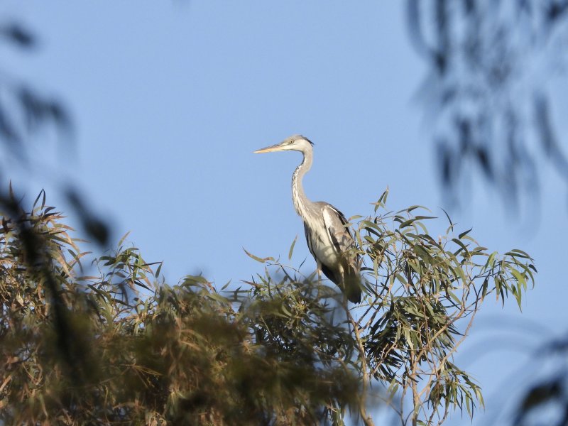 Gray Heron