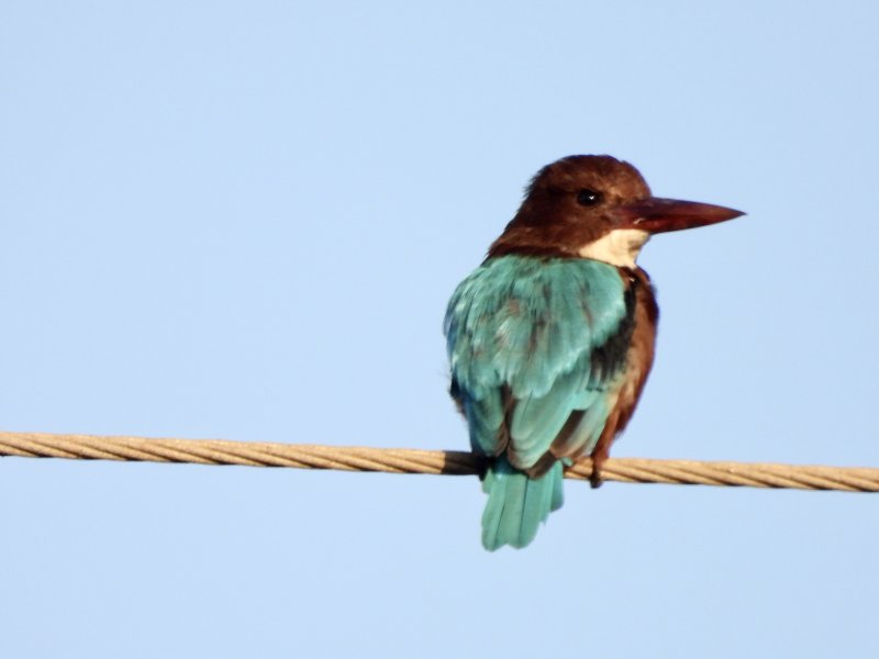 White Throated Kingfisher         שלדג לבן חזה