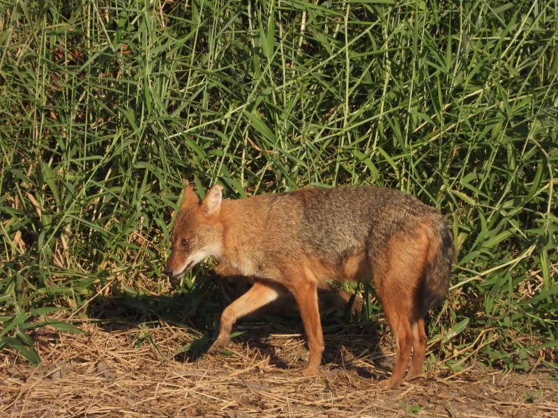 Goden Jackal  