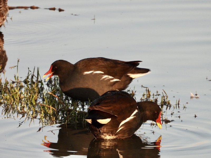 Moorhen
