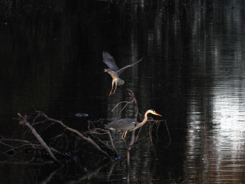 Night Heron flies over Grey Heron