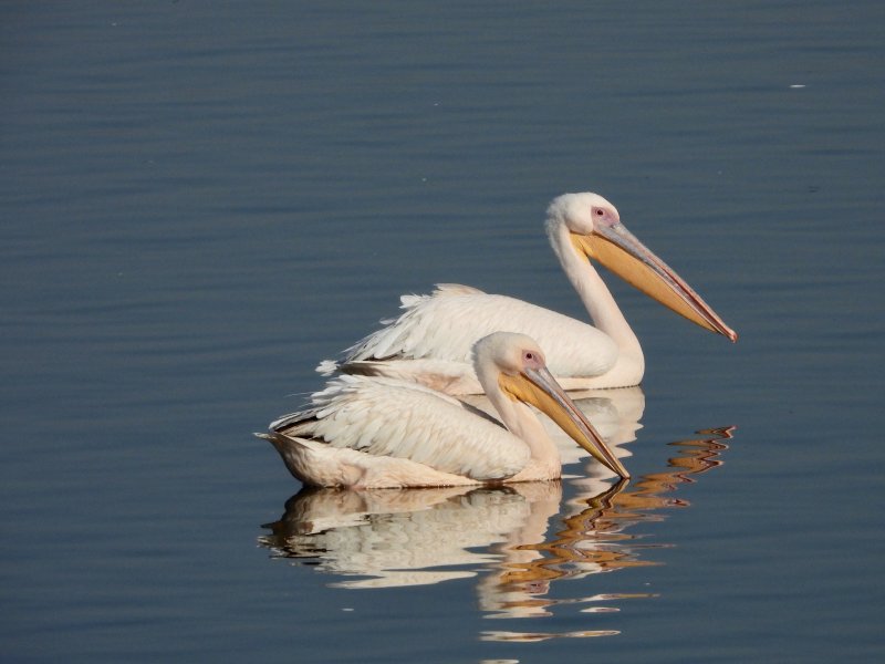 Pelicans