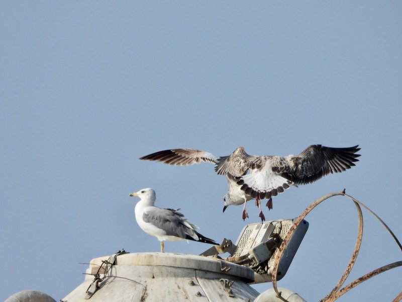 Seagulls