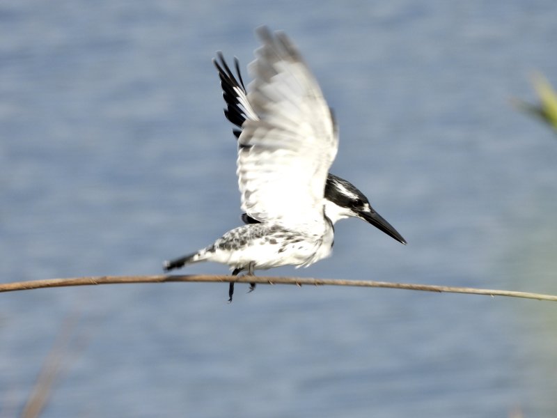 Pied Kingfisher