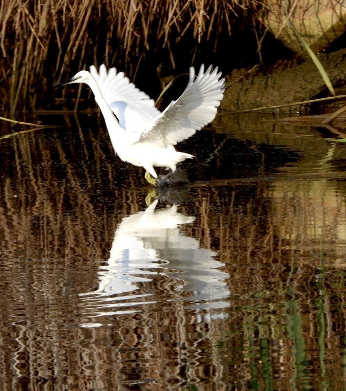 Little Egret         לבנית קטנה