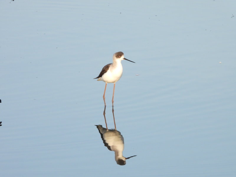 Stilt