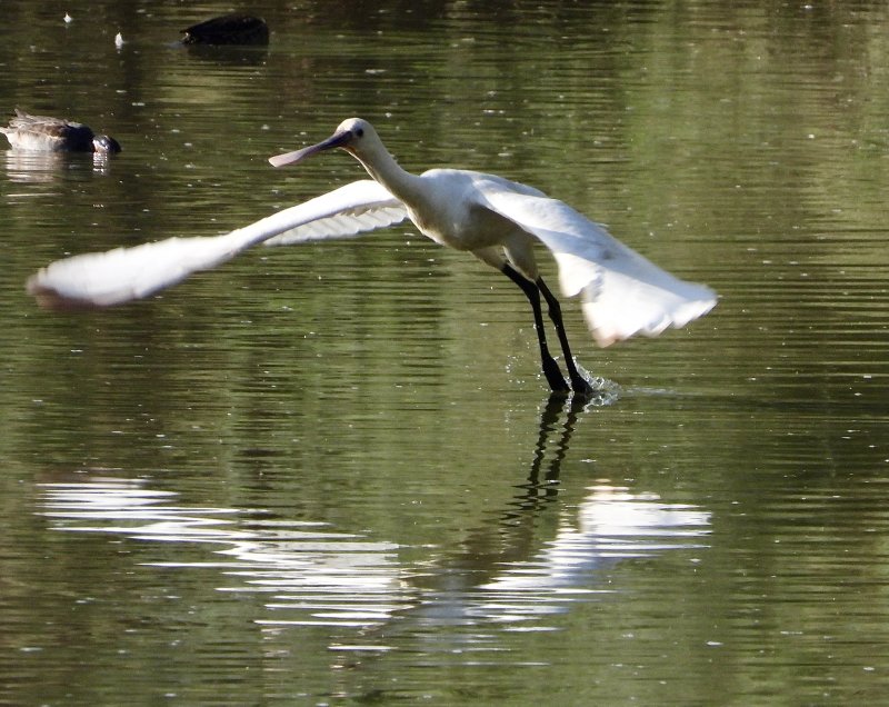 Spoonbill