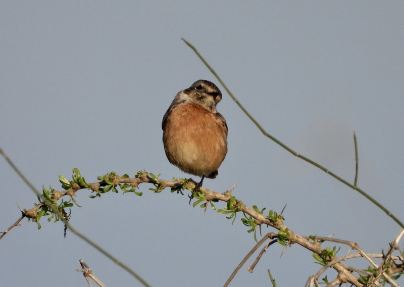 European Stonechat 