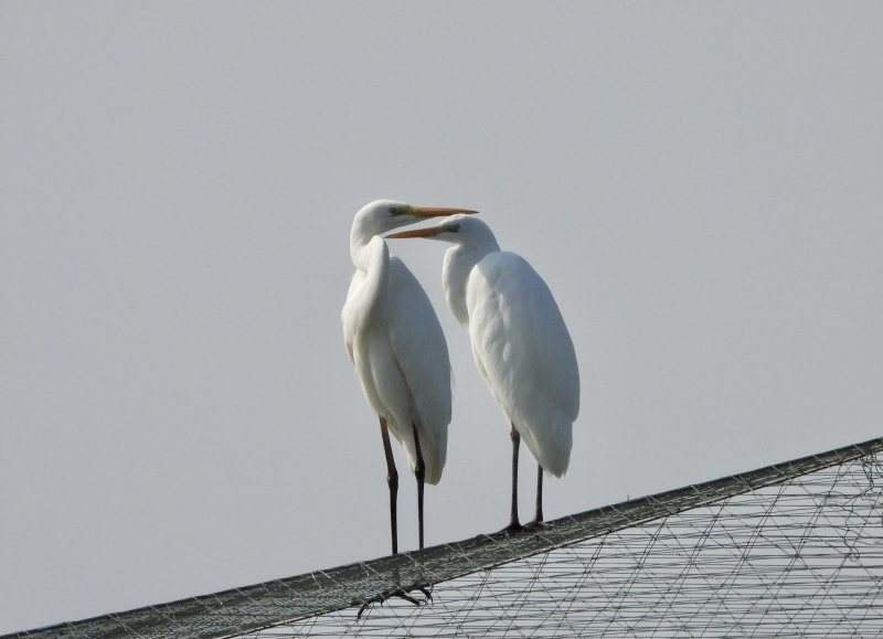 Little Egrets