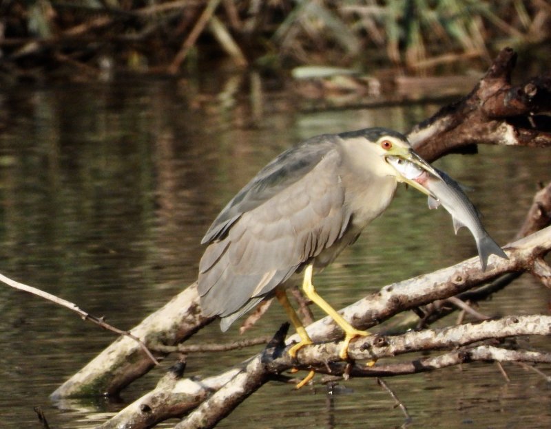 Night Heron eating a Mullet