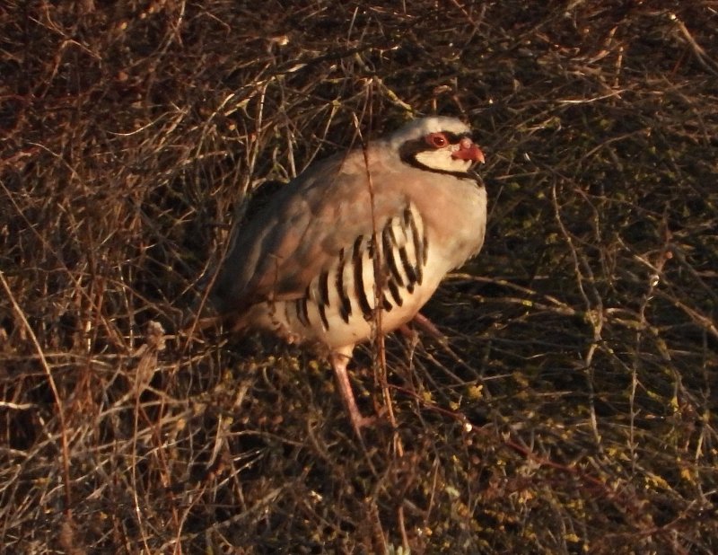 Chukar חוגלת סלעים