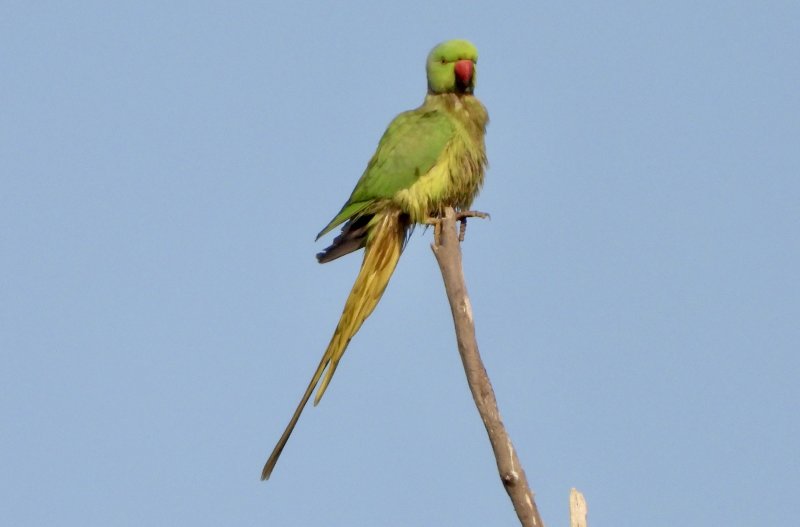 Rose Ringed parakeet