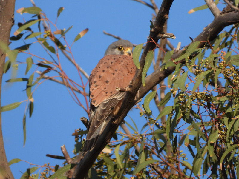 Falcon
