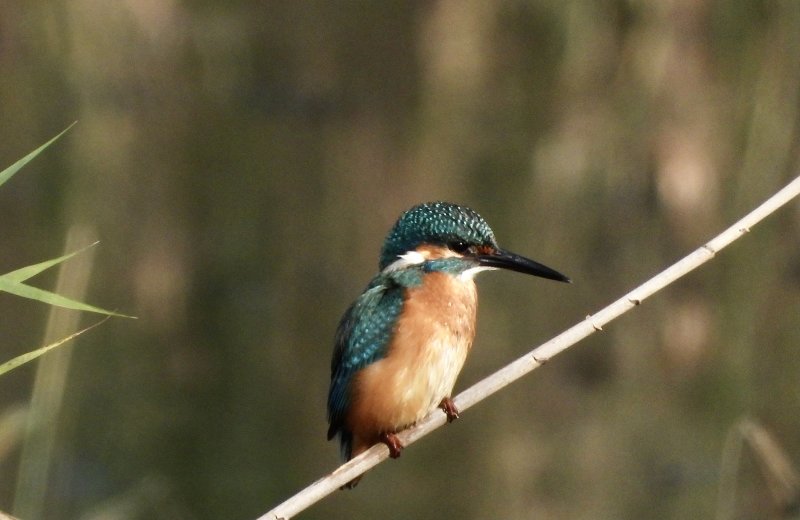 Common Kingfisher    שךדג גמדי