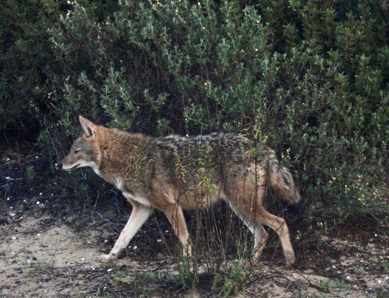 Goden Jackal