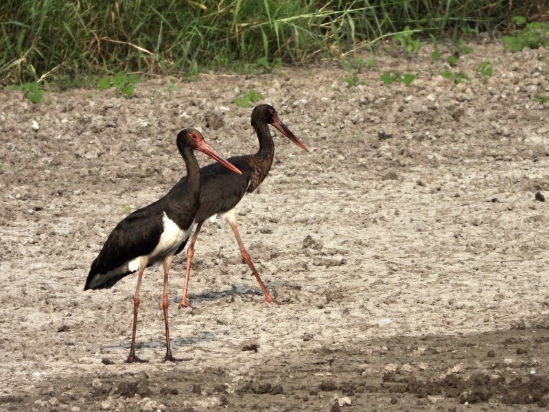 Black Stork