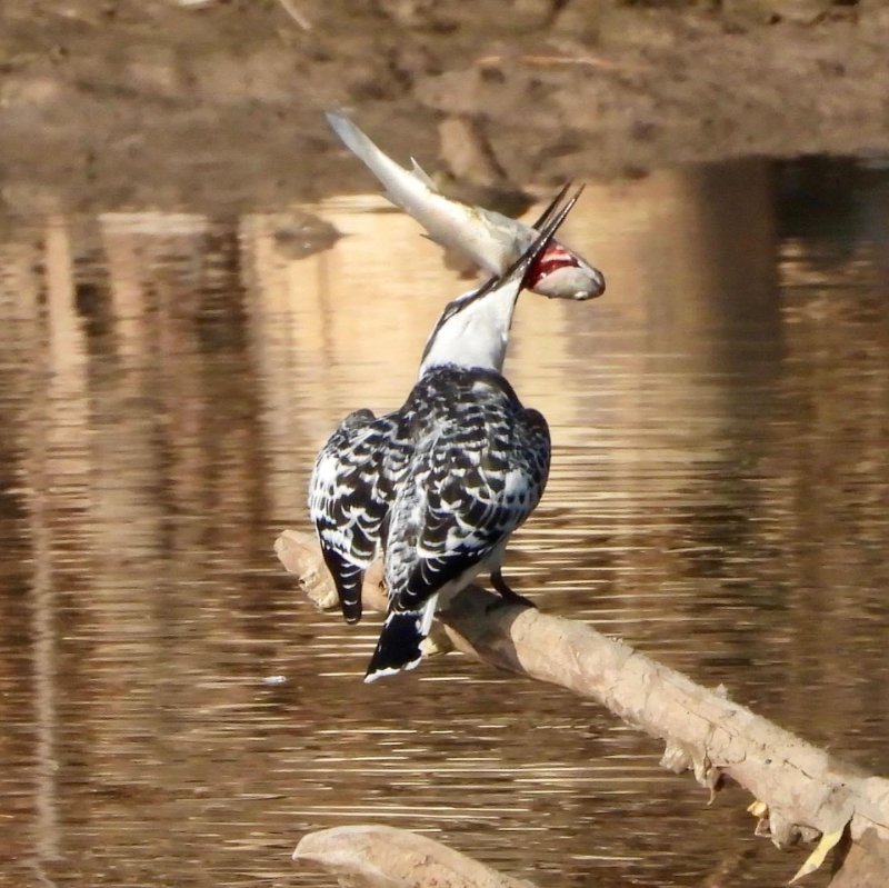 Pied Kingfisher and Mullet 