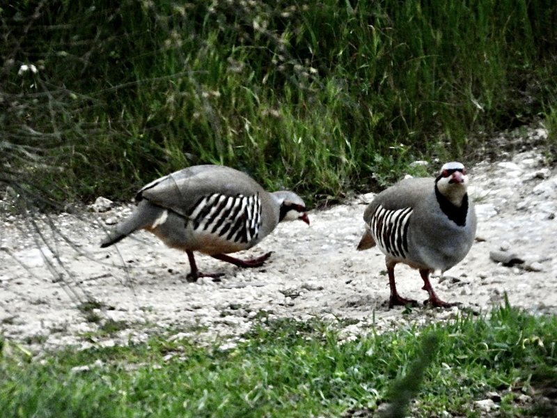 Chukar