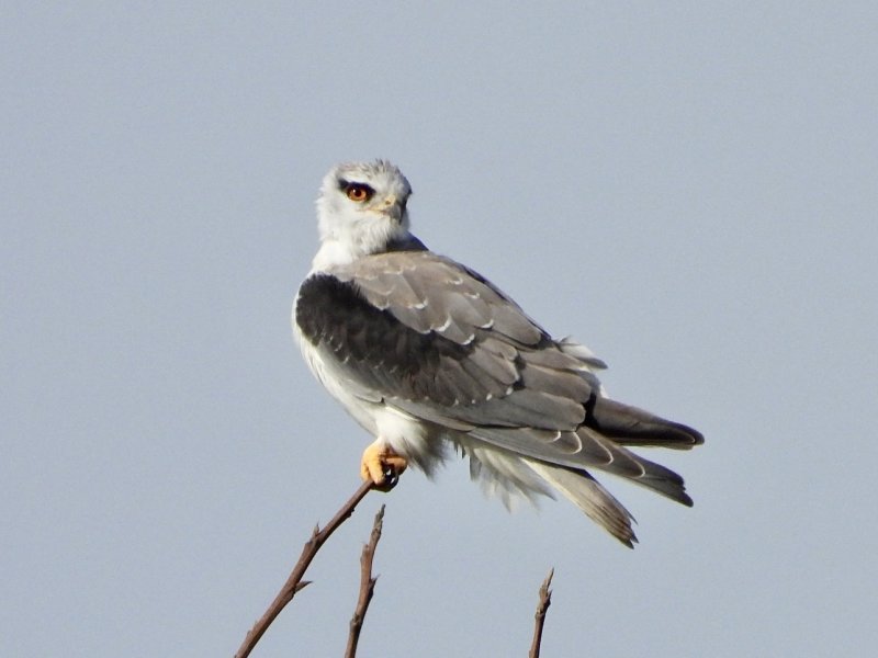 Black Winged Kite