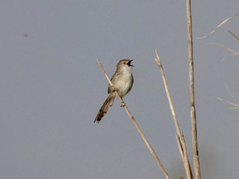 Graceful Prinia