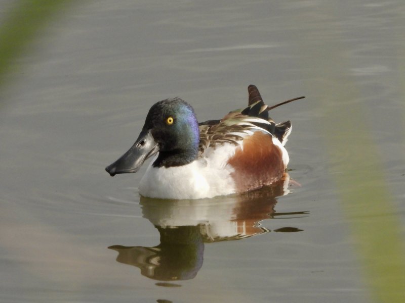 Northern Shoveler 