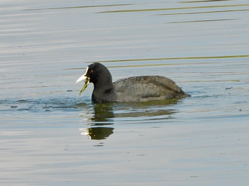 Coot