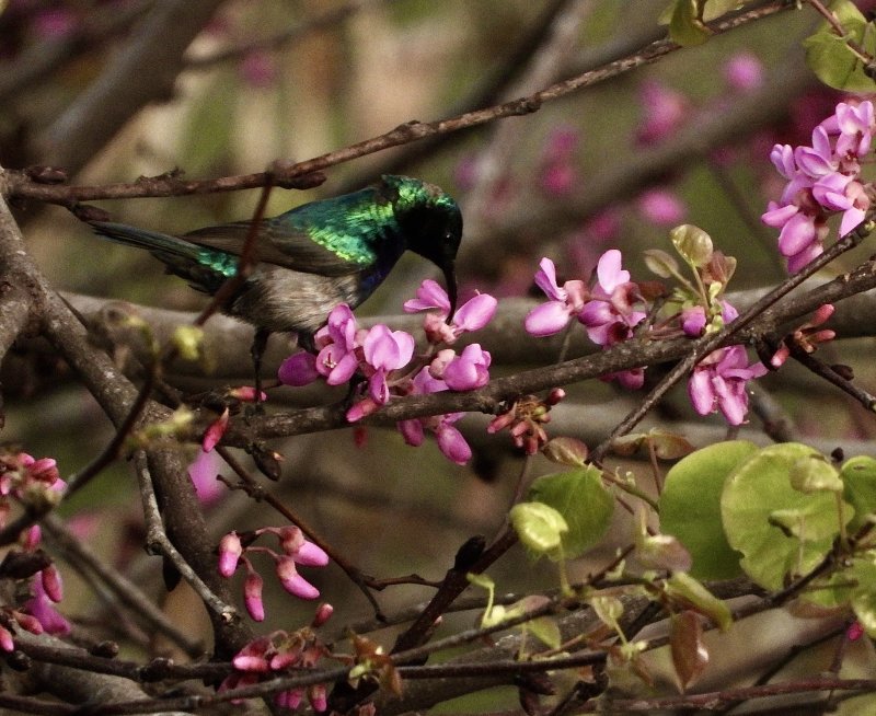 Male Sunbird