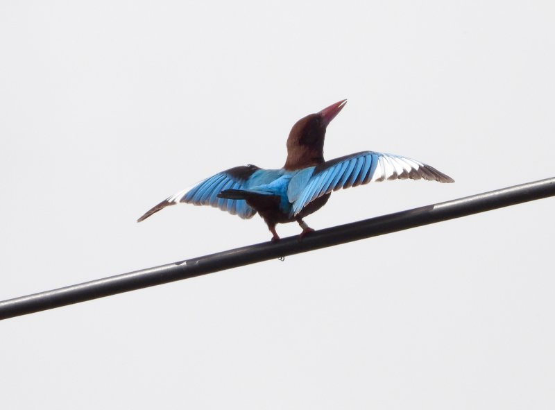 White Throated Kingfisher