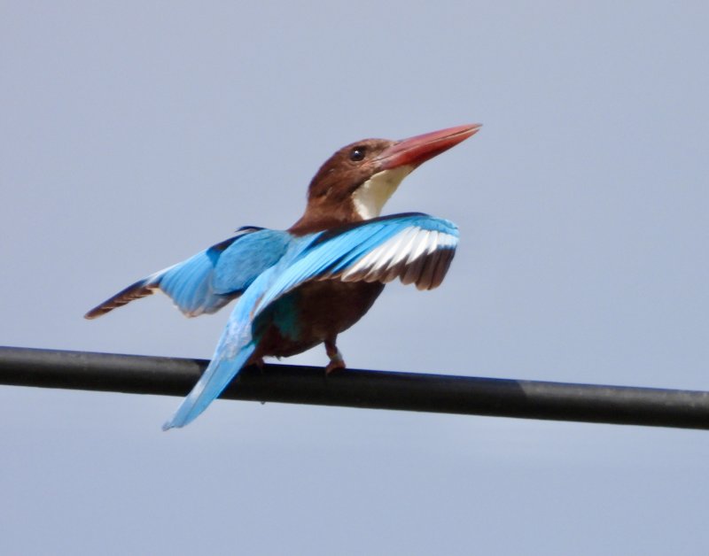 White Throated Kingfisher 