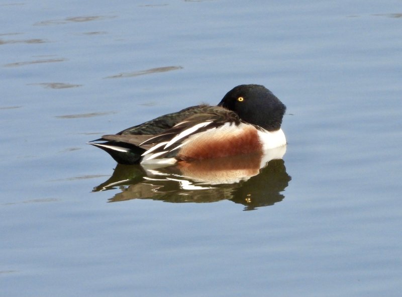 Green Winged Teal