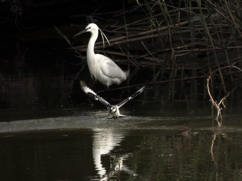Pied Kingfisher in front and Little Egret behind 