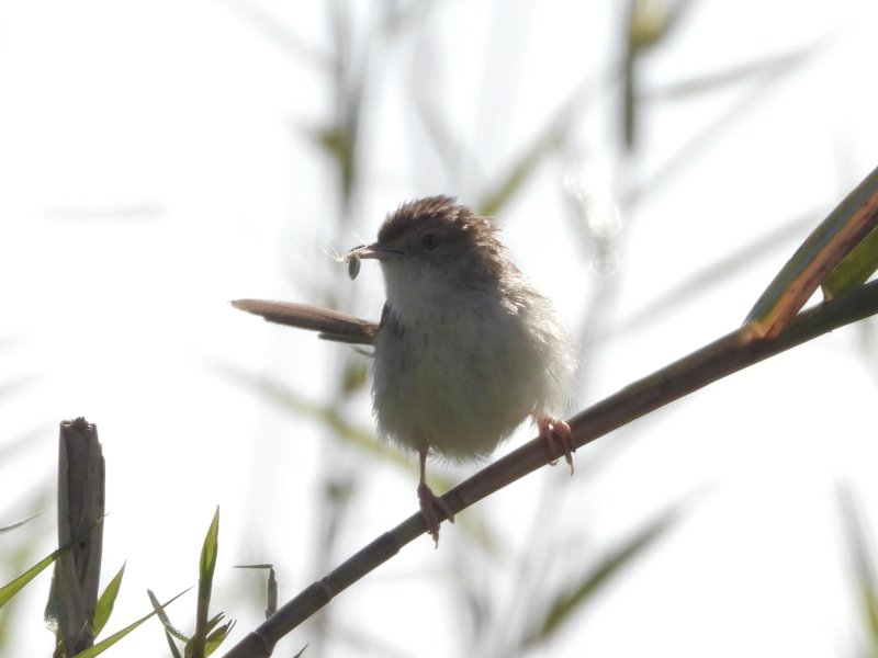 Graceful Prinia