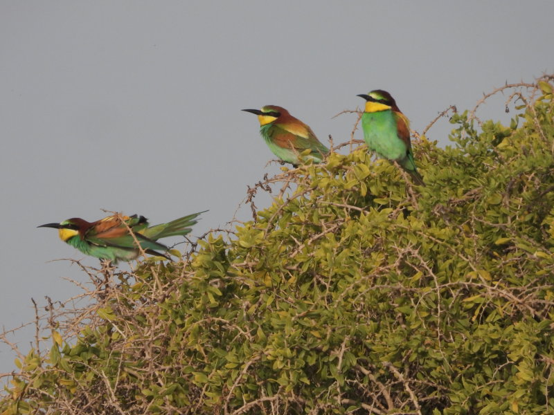 European Beeeater