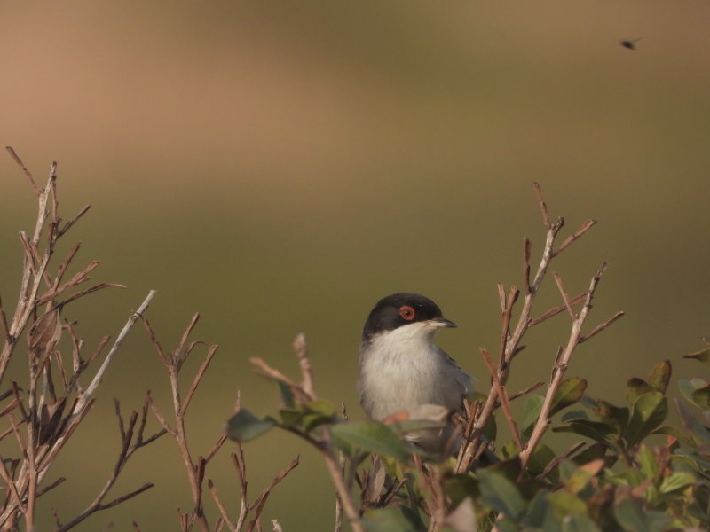 Sardinian Warbler