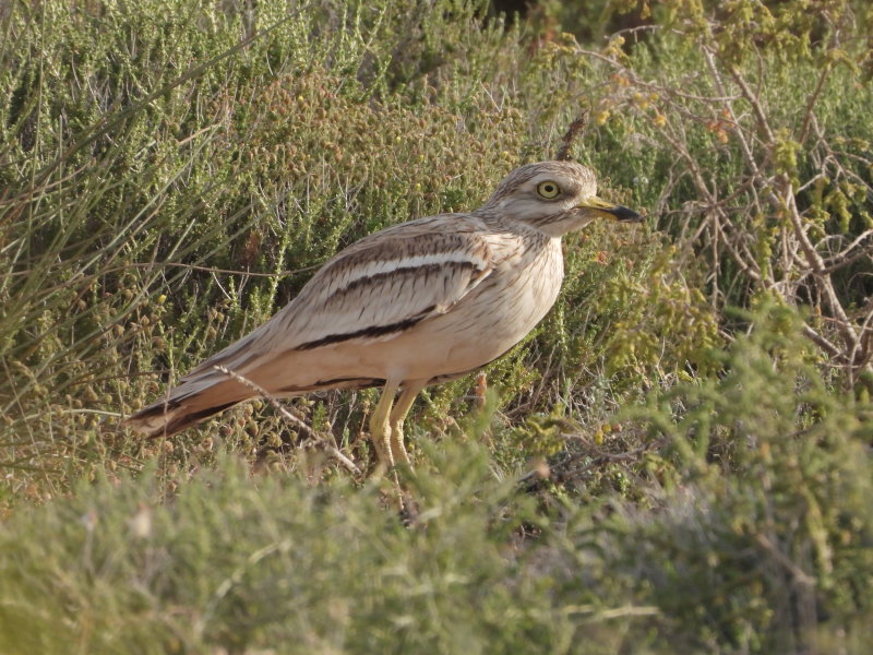 Eurasian Stone Curlew