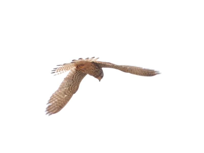 Falcon or Kestrel  