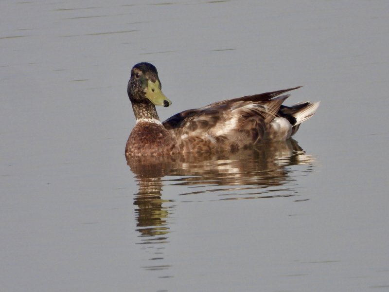 Mallard