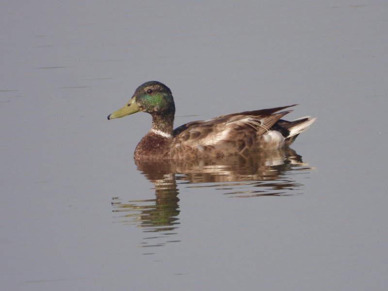Mallard