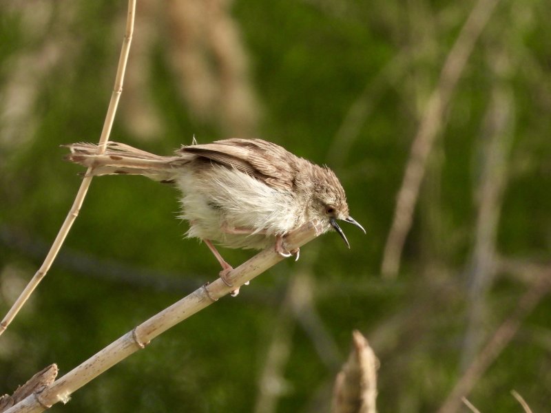 Graceful Prinia