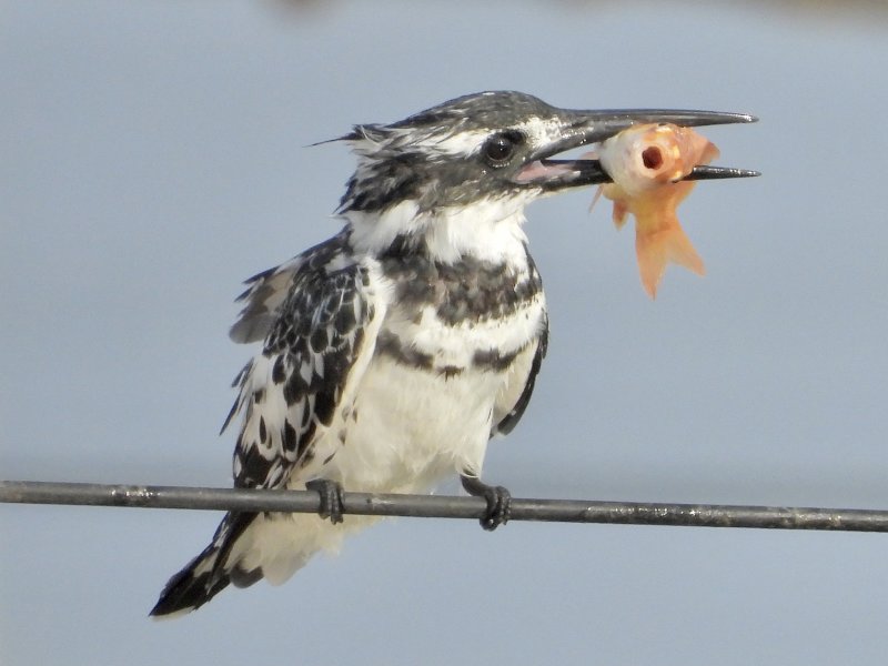 Pied Kingfisher