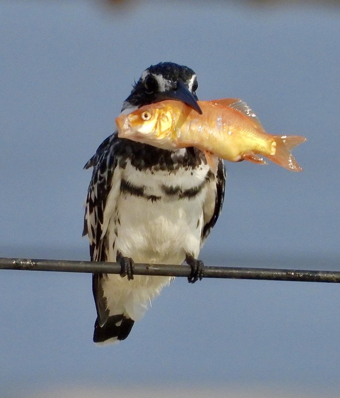 Pied Kingfisher