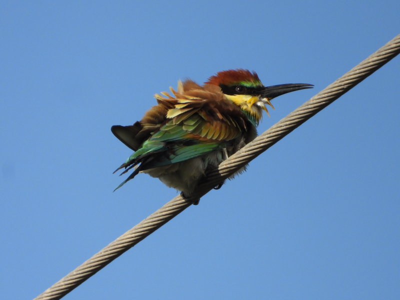 European Bee-Eater