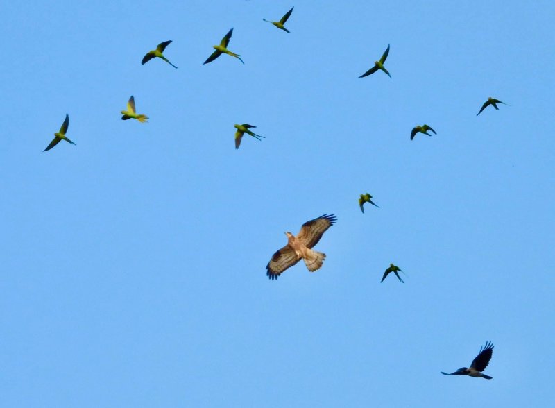 Honey Buzzard and Rose Ringed Parakeets